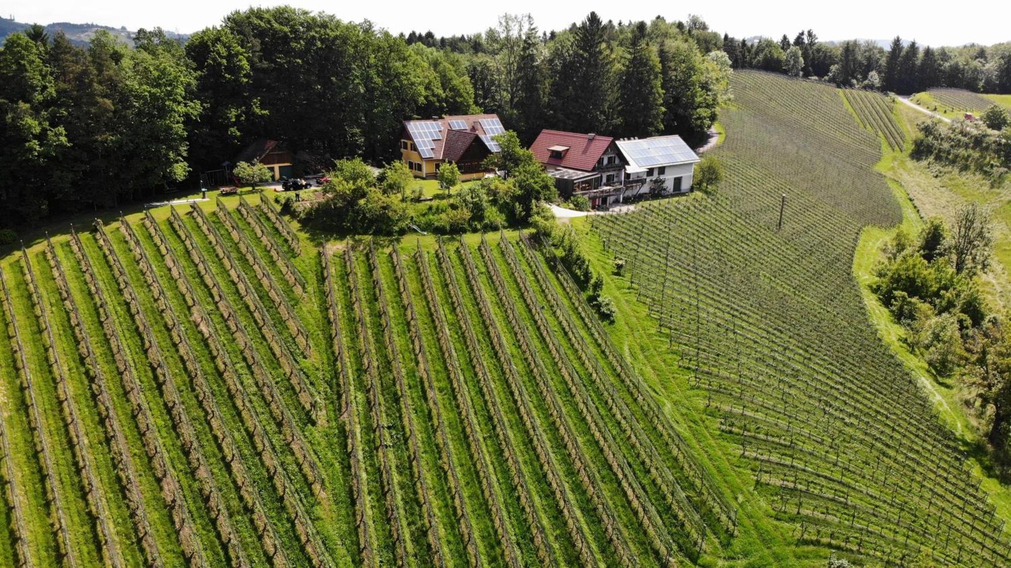 Bed and Breakfast Weingut Spitzypeitler Leutschach Esterno foto